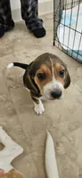 Boots, a male Beagle for sale in Santa Cruz, CA – 4 of 6