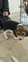 Boots, a male Beagle for sale in Santa Cruz, CA – 1 of 6