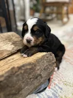 Light Blue, a male Bernese Mountain Dog for sale in Minneapolis, MN – Photo 1 of 5