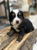 Light Blue, a male Bernese Mountain Dog for sale in Minneapolis, MN – Photo 4 of 5