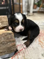 Light Blue, a male Bernese Mountain Dog for sale in Minneapolis, MN – Photo 5 of 5