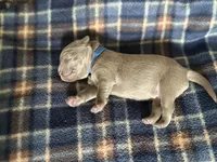 Saint , a male Labrador Retriever for sale in Taylor, MI – 2 of 7