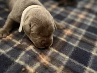 Indy , a female Labrador Retriever for sale in Taylor, MI – 2 of 7