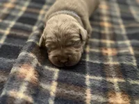 Indy , a female Labrador Retriever for sale in Taylor, MI – 6 of 7