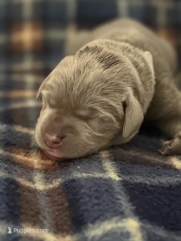 Indy  – Labrador Retriever puppy for sale in Taylor, MI