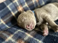 Saint , a male Labrador Retriever for sale in Taylor, MI – 5 of 7