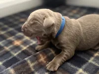 Saint , a male Labrador Retriever for sale in Taylor, MI – 4 of 7