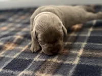 Indy , a female Labrador Retriever for sale in Taylor, MI – 3 of 7