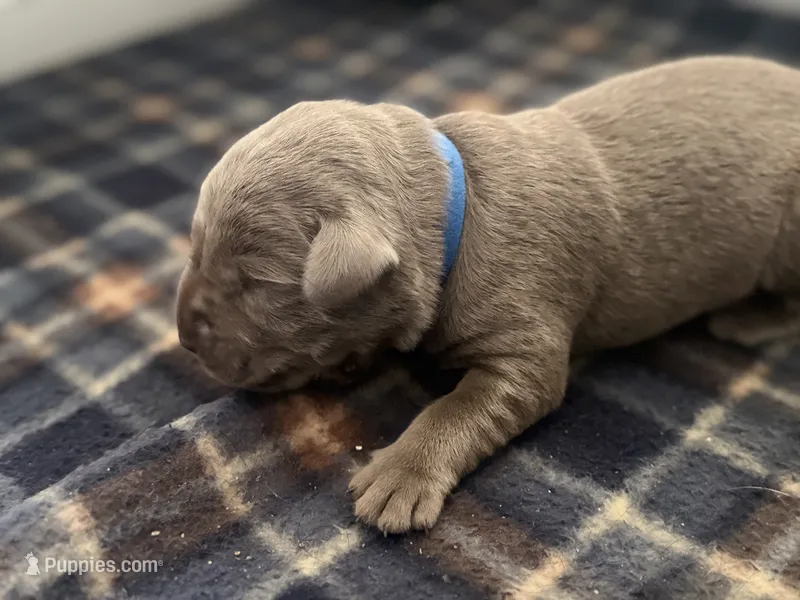 Saint  – Labrador Retriever puppy for sale in Taylor, MI