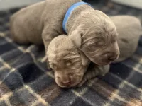 Saint , a male Labrador Retriever for sale in Taylor, MI – 3 of 7