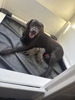 Indy , a female Labrador Retriever for sale in Taylor, MI – 7 of 7