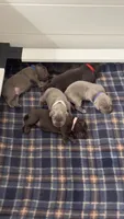 Saint , a male Labrador Retriever for sale in Taylor, MI – 7 of 7