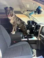Milo, a male Border Collie for sale in Camden, NJ – 7 of 9