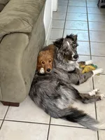 Milo, a male Border Collie for sale in Camden, NJ – 4 of 9