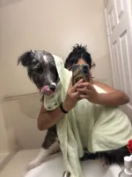 Milo, a male Border Collie for sale in Camden, NJ – 3 of 9