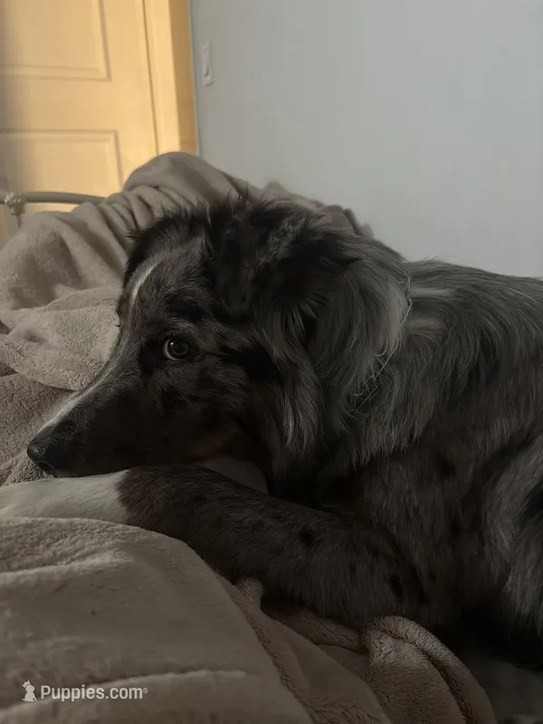 Milo – Border Collie puppy for sale in Camden, NJ