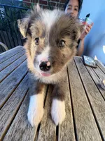 Milo, a male Border Collie for sale in Camden, NJ – 9 of 9