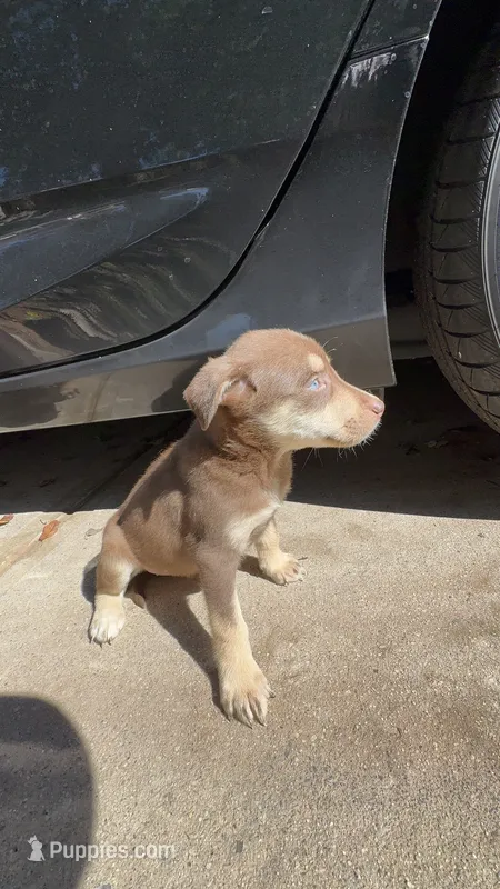 cocoa – Australian Shepherd, Labrador Retriever puppy for sale in Fairburn, GA