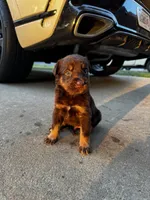 Buster, a male Australian Shepherd and Labrador Retriever for sale in Fairburn, GA – 2 of 2