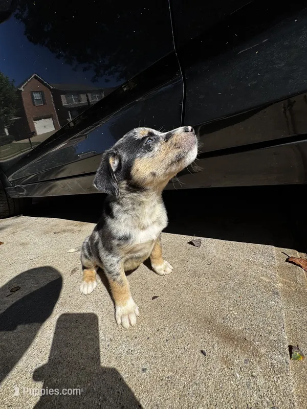 kreme – Australian Shepherd, Labrador Retriever puppy for sale in Fairburn, GA
