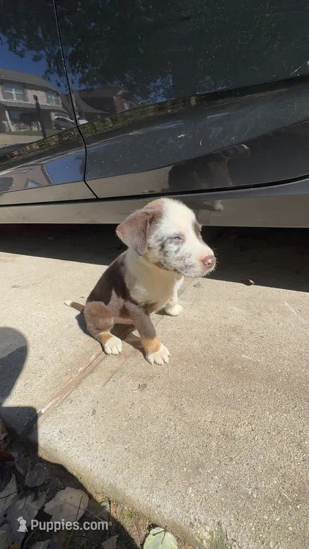 Nix – Australian Shepherd, Labrador Retriever puppy for sale in Fairburn, GA
