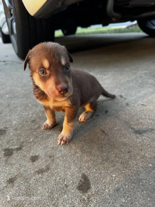 mint  – Australian Shepherd, Labrador Retriever puppy for sale in Fairburn, GA