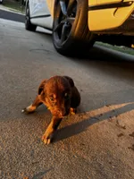 Dex, a male Australian Shepherd and Labrador Retriever for sale in Fairburn, GA – 2 of 2