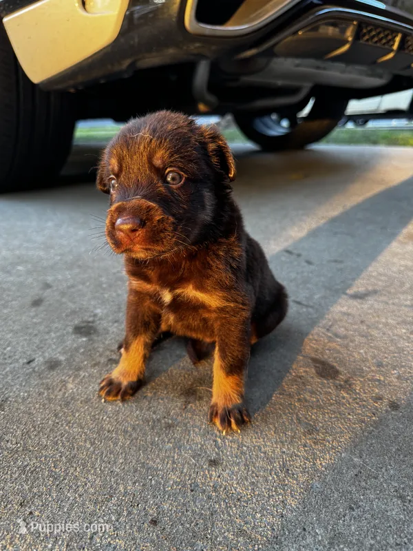 Buster – Australian Shepherd, Labrador Retriever puppy for sale in Fairburn, GA