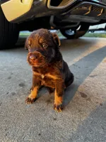Buster, a male Australian Shepherd and Labrador Retriever for sale in Fairburn, GA – 1 of 2