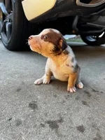 Sage, a female Australian Shepherd and Labrador Retriever for sale in Fairburn, GA – 2 of 2