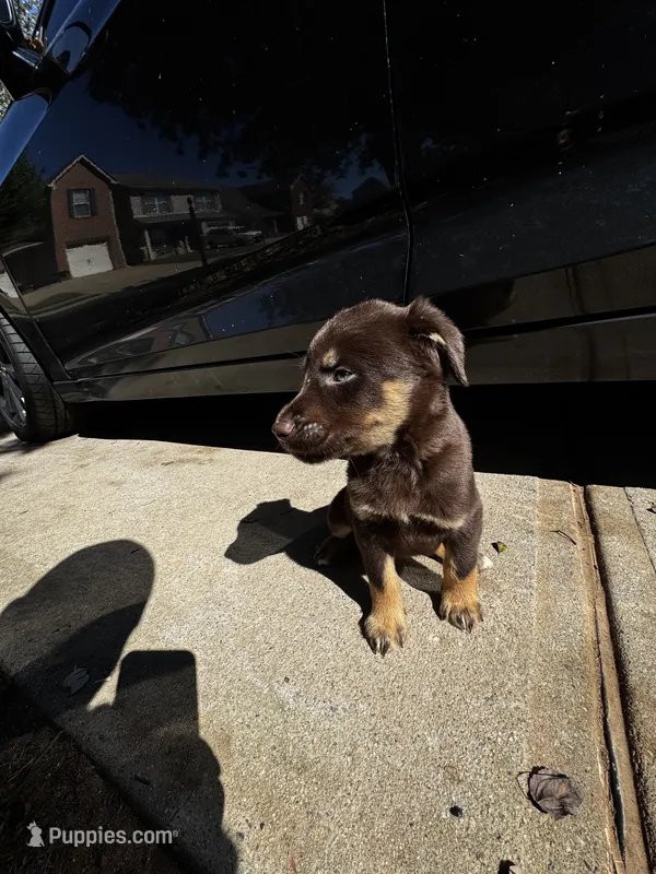 Buster – Australian Shepherd, Labrador Retriever puppy for sale in Fairburn, GA