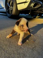 Nix, a male Australian Shepherd and Labrador Retriever for sale in Fairburn, GA – 1 of 2