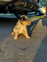 kreme, a male Australian Shepherd and Labrador Retriever for sale in Fairburn, GA – 2 of 2