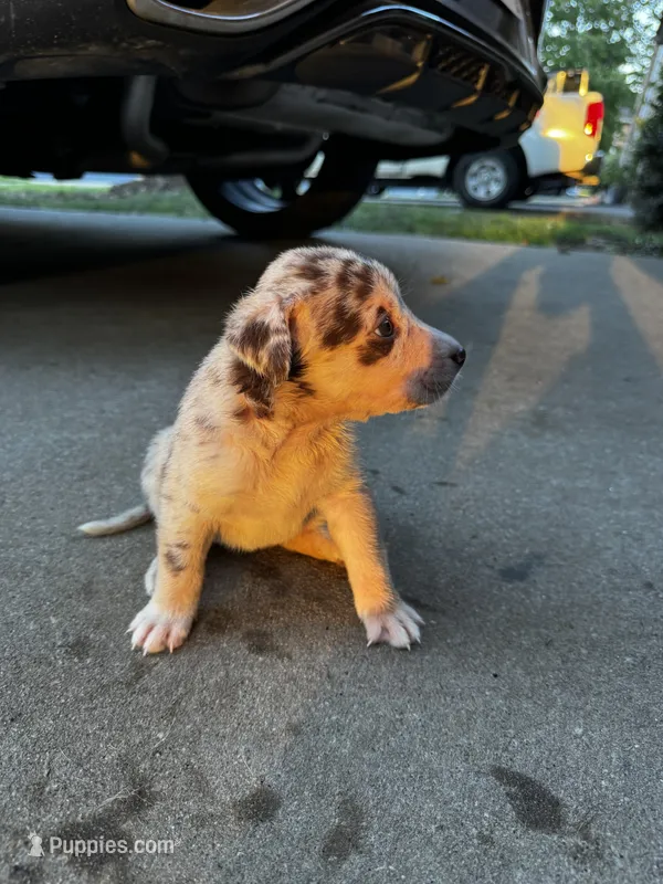 Sage – Australian Shepherd, Labrador Retriever puppy for sale in Fairburn, GA