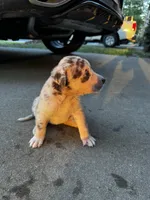 Sage, a female Australian Shepherd and Labrador Retriever for sale in Fairburn, GA – 1 of 2
