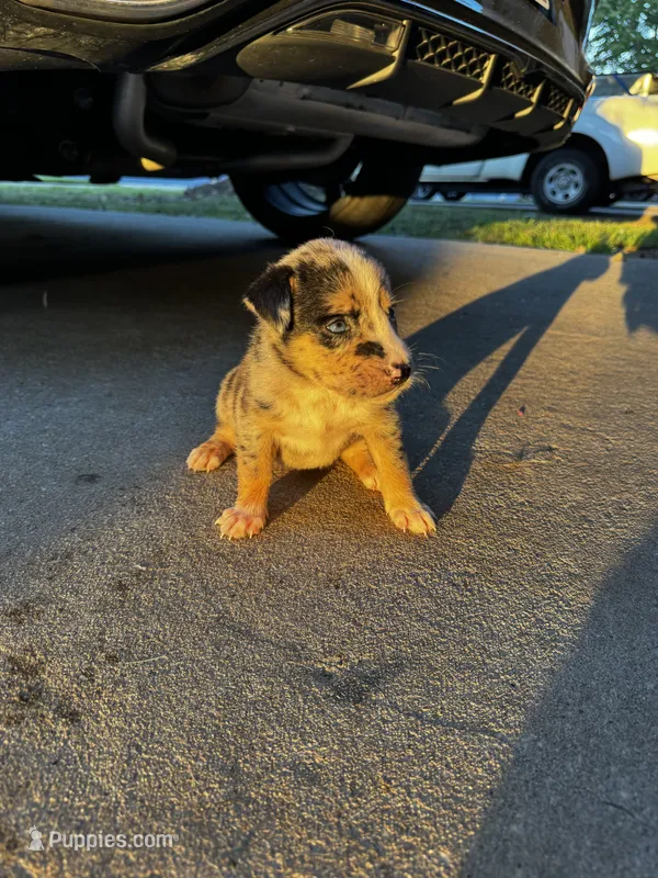 kreme – Australian Shepherd, Labrador Retriever puppy for sale in Fairburn, GA