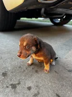 mint , a female Australian Shepherd and Labrador Retriever for sale in Fairburn, GA – 2 of 2