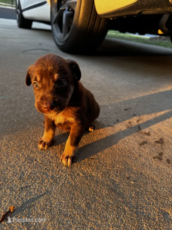 Dex – Australian Shepherd, Labrador Retriever puppy for sale in Fairburn, GA