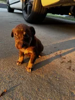 Dex, a male Australian Shepherd and Labrador Retriever for sale in Fairburn, GA – 1 of 2