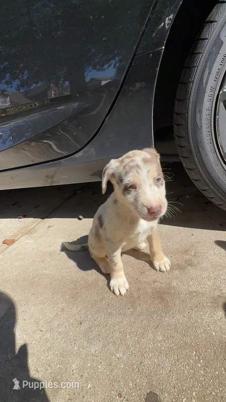 Sage – Australian Shepherd, Labrador Retriever puppy for sale in Fairburn, GA