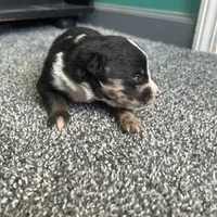Belle, a female Australian Shepherd and Labrador Retriever for sale in Fairburn, GA – Photo 9 of 10