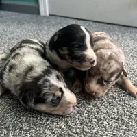 Belle, a female Australian Shepherd and Labrador Retriever for sale in Fairburn, GA – Photo 10 of 10