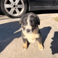 Belle, a female Australian Shepherd and Labrador Retriever for sale in Fairburn, GA – Photo 5 of 10
