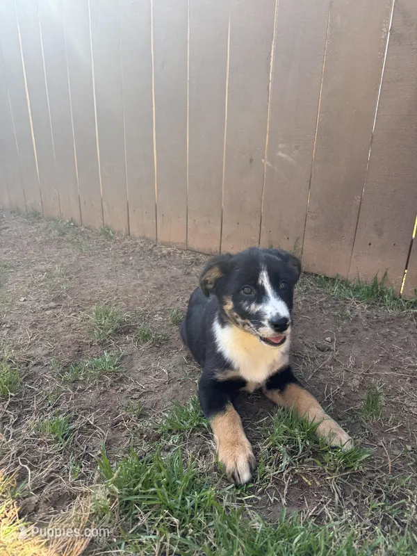 Belle – Australian Shepherd, Labrador Retriever puppy for sale in Fairburn, GA