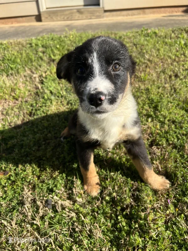 Belle – Australian Shepherd, Labrador Retriever puppy for sale in Fairburn, GA