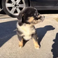 Belle, a female Australian Shepherd and Labrador Retriever for sale in Fairburn, GA – Photo 4 of 10