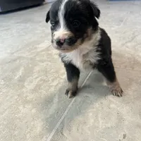 Belle, a female Australian Shepherd and Labrador Retriever for sale in Fairburn, GA – Photo 7 of 10