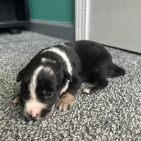 Belle, a female Australian Shepherd and Labrador Retriever for sale in Fairburn, GA – Photo 8 of 10