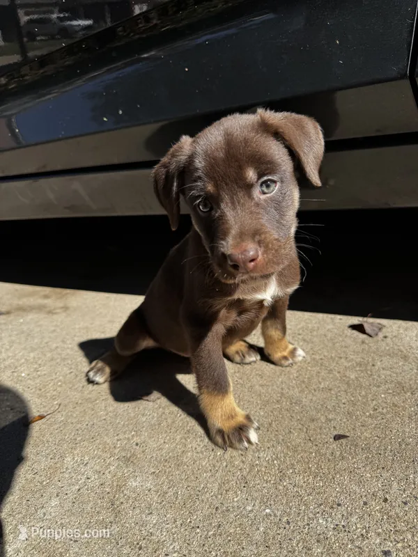Dex – Australian Shepherd, Labrador Retriever puppy for sale in Fairburn, GA
