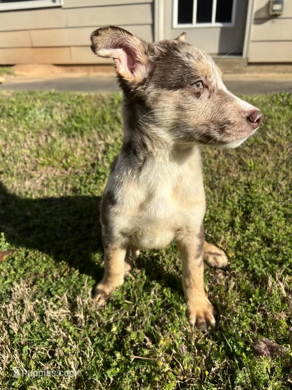 Pluto – Australian Shepherd, Labrador Retriever puppy for sale in Fairburn, GA